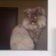 KittySoftPaws webcam